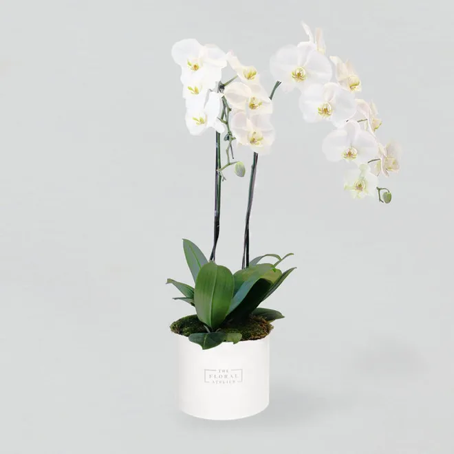 Graceful Orchid